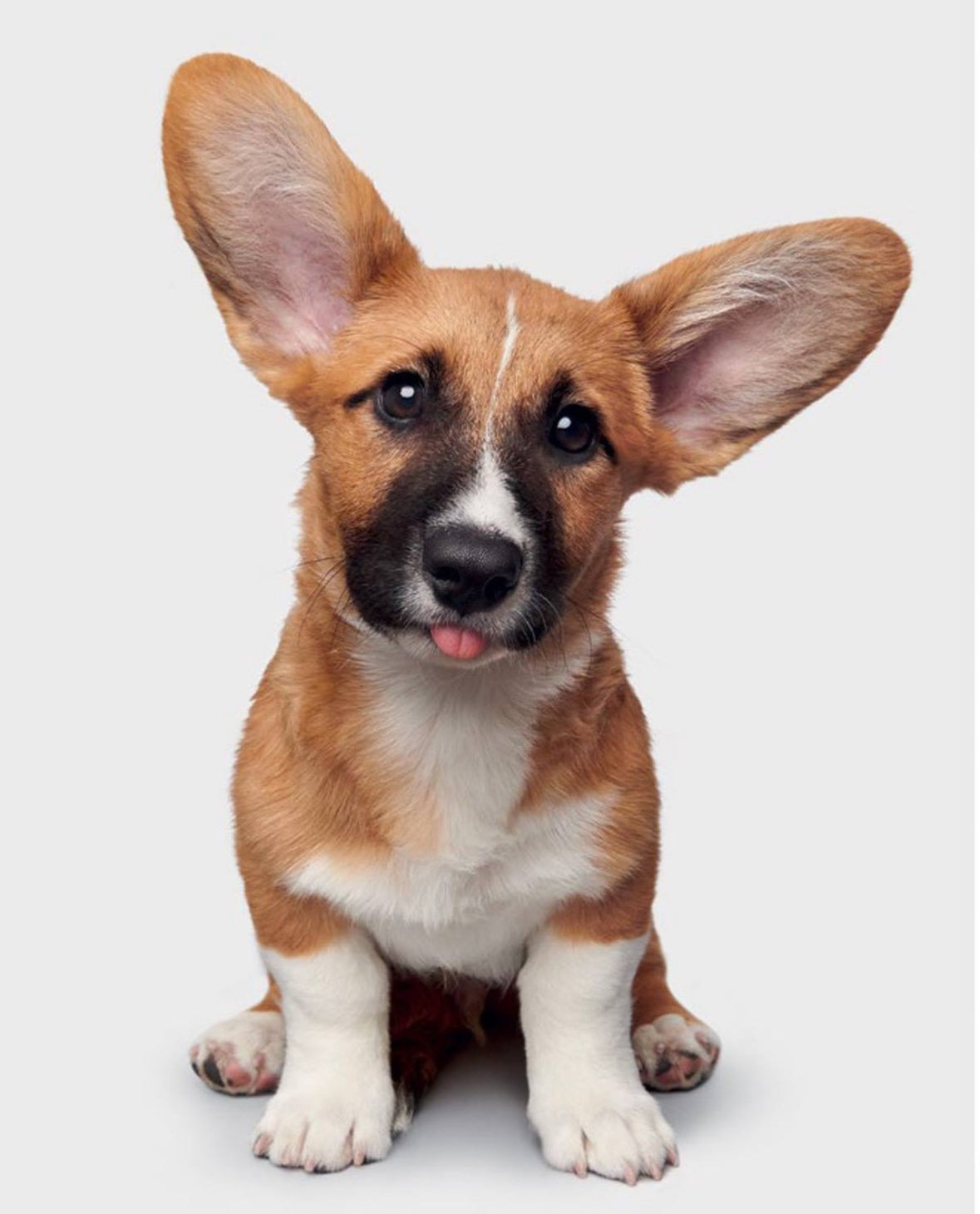 Good Dog