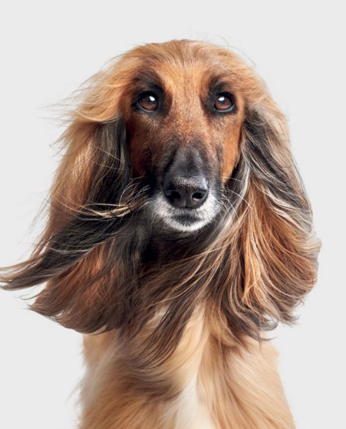 Good Dog