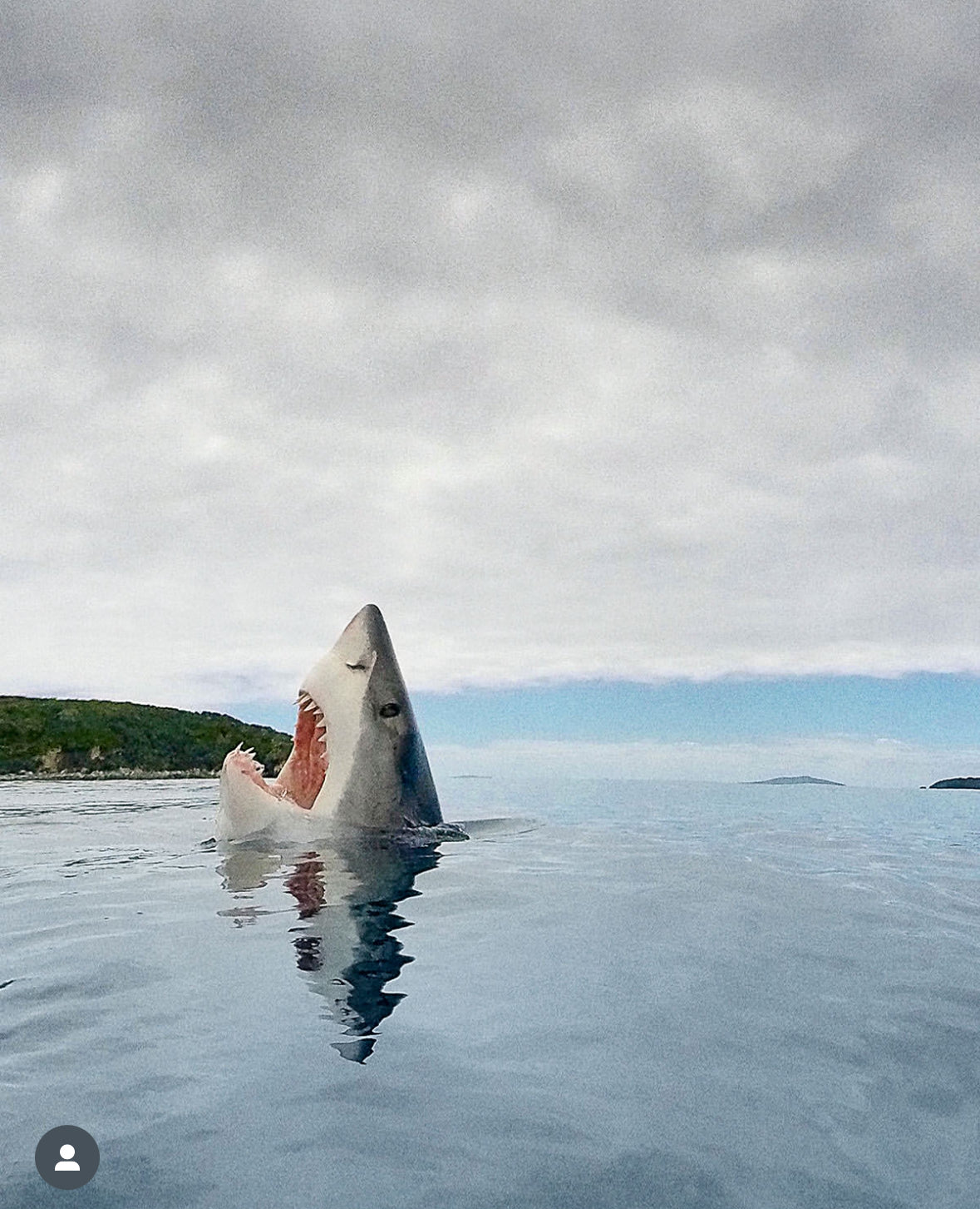 Shark