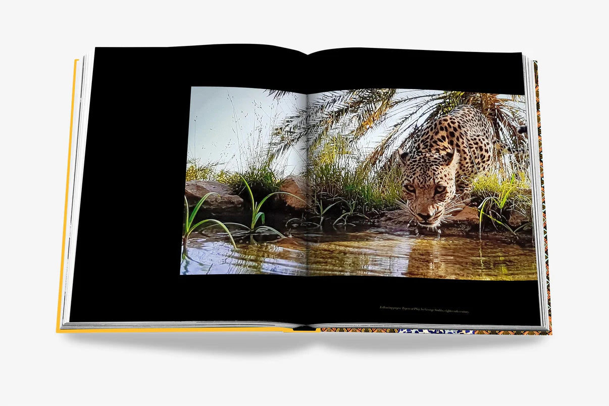 Arabian Leopard