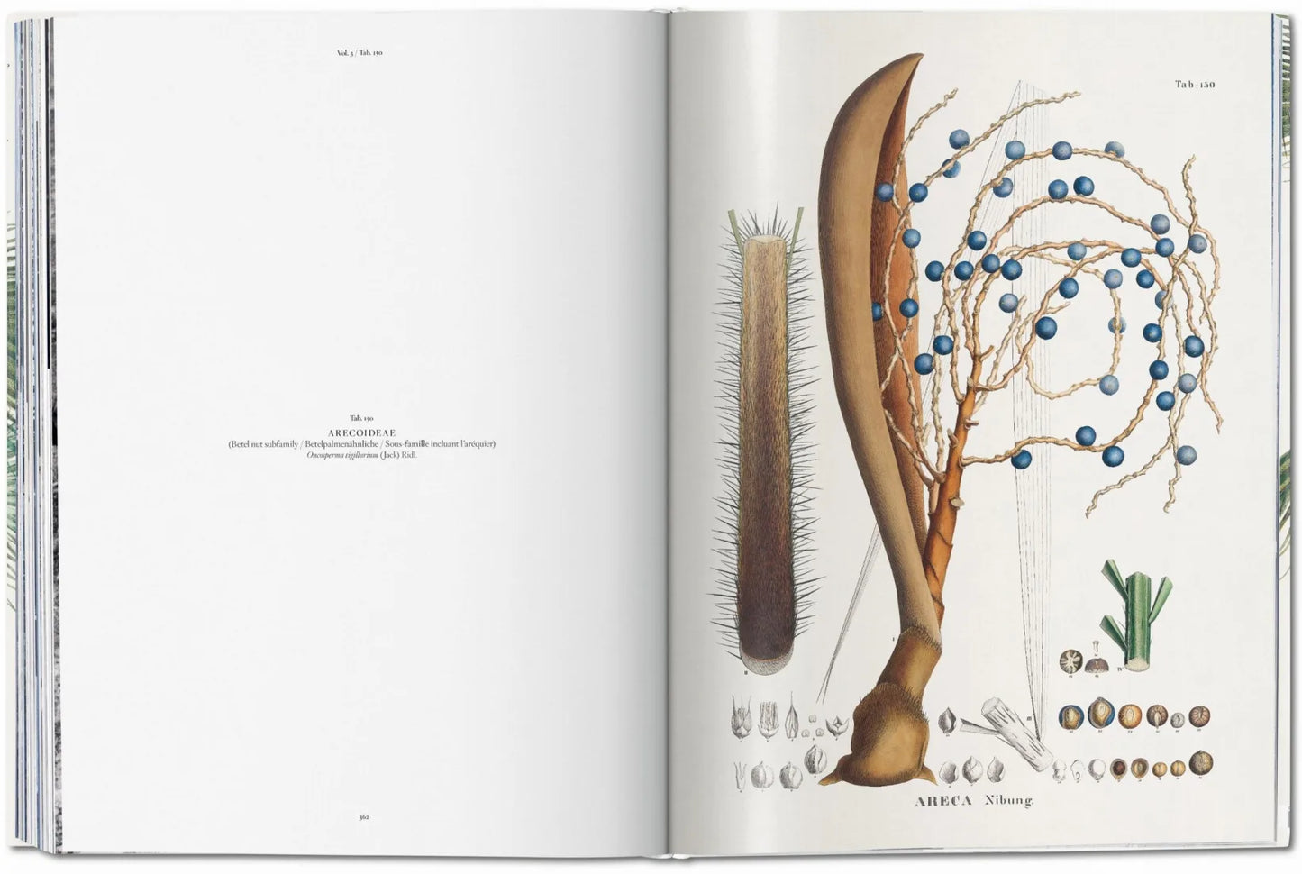 The book of Palms