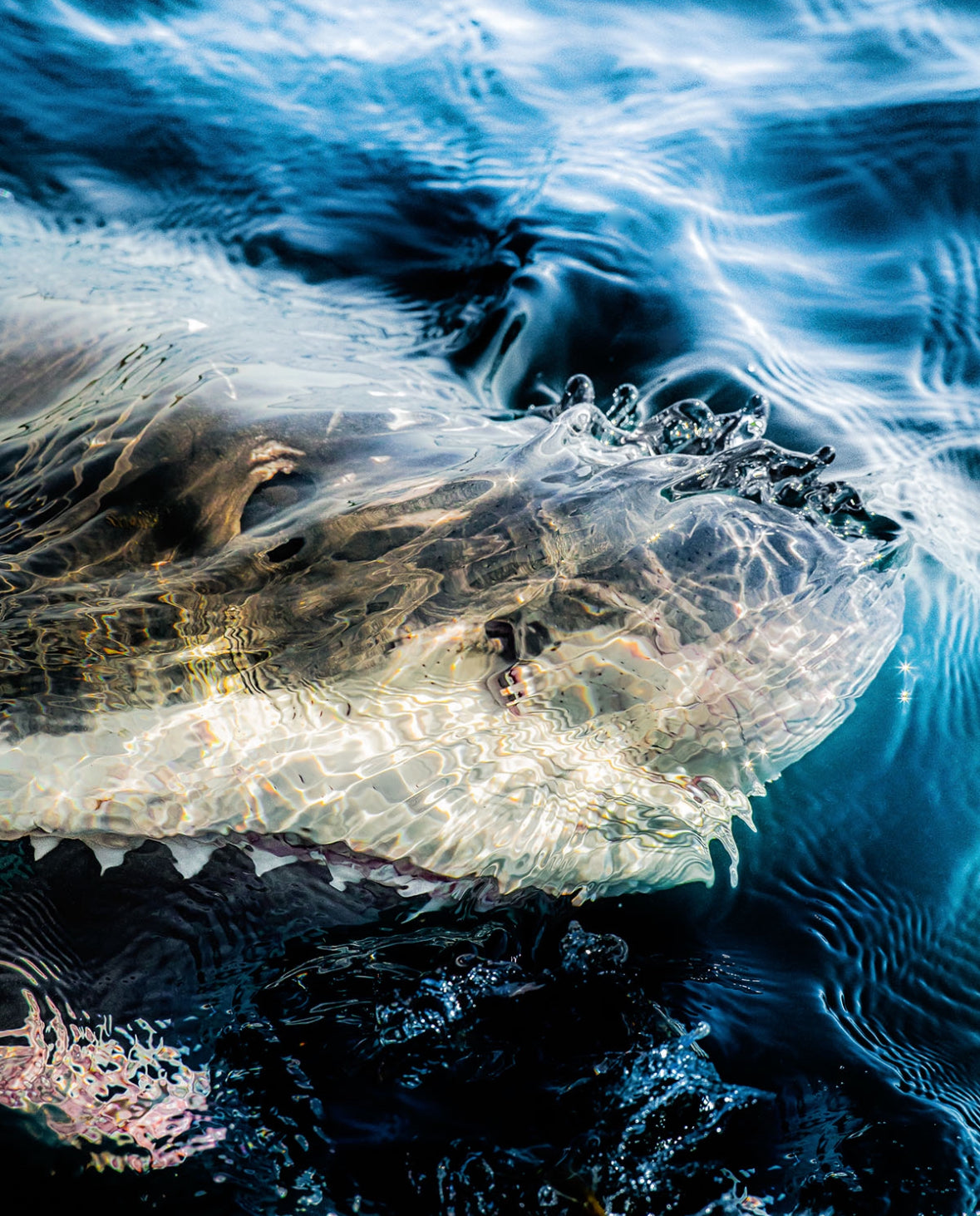 Shark