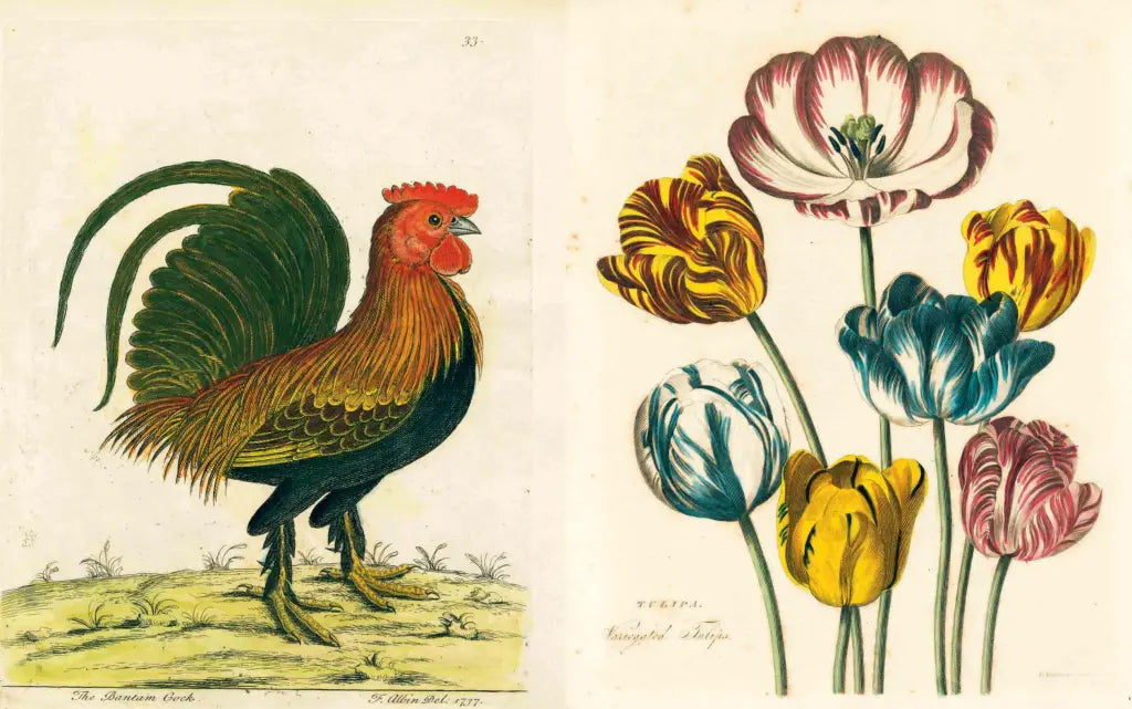John Derian