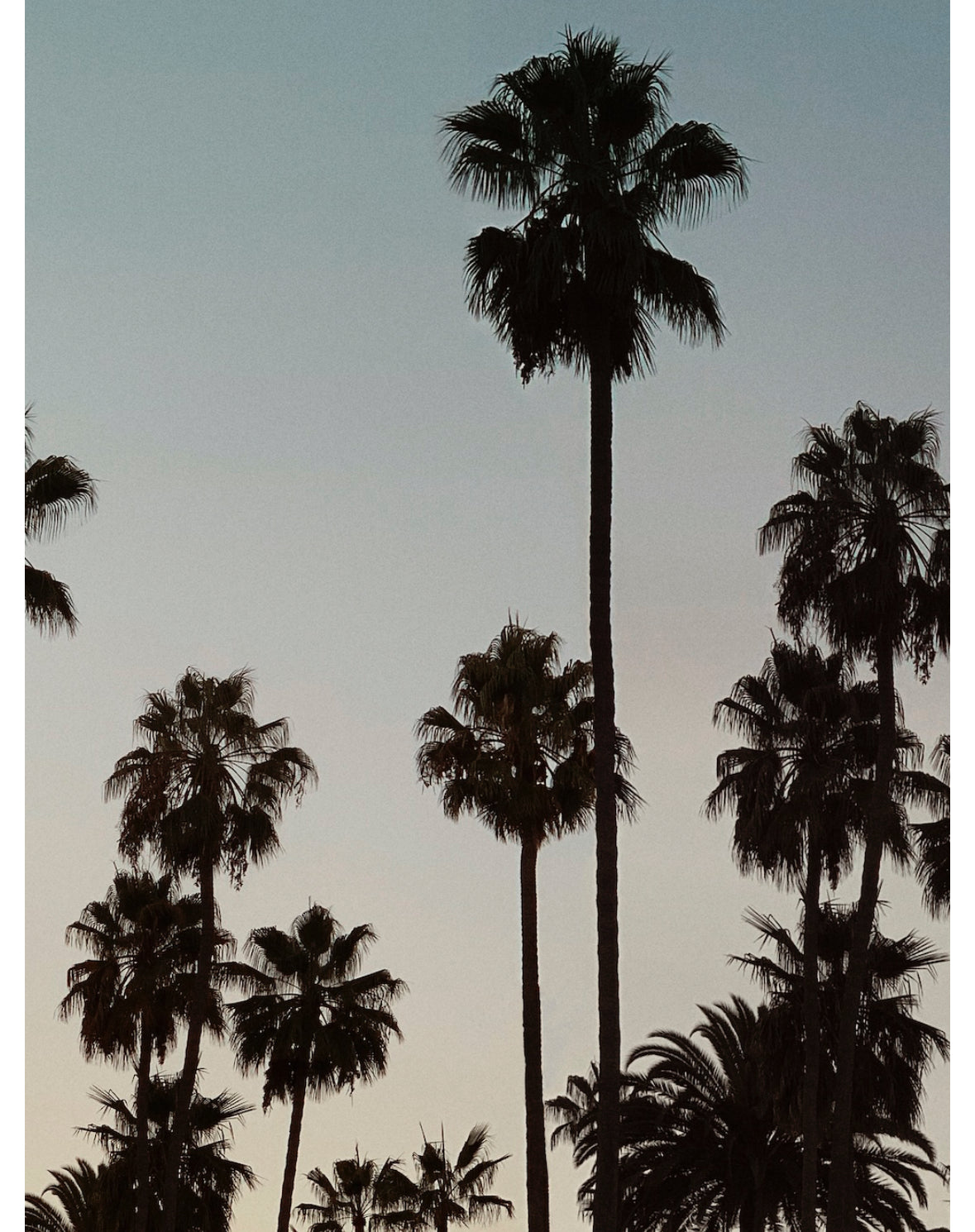 Decoding Palm culture