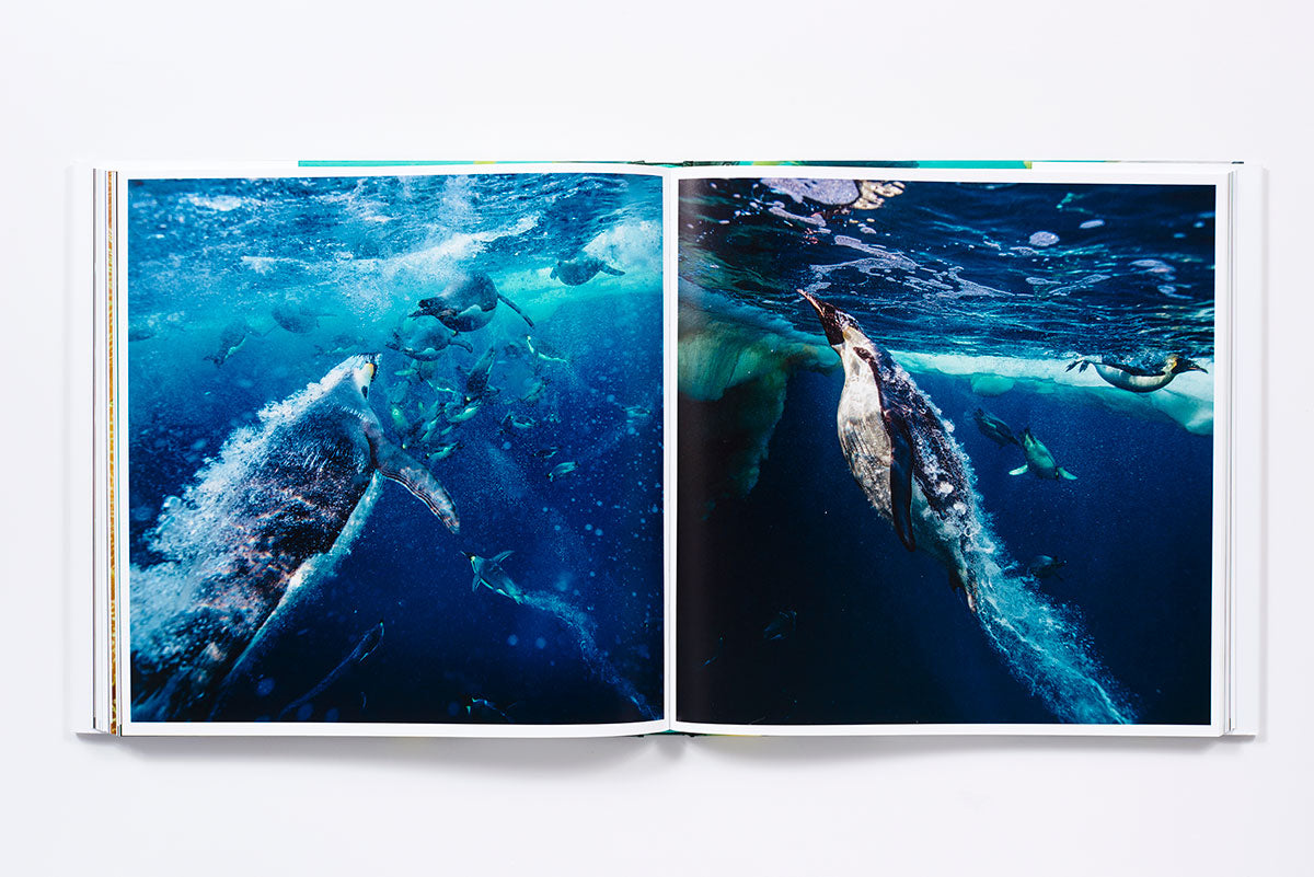 The life and love of the sea