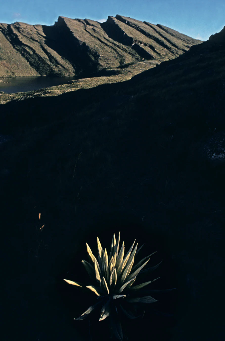 Tierra Colombiana
