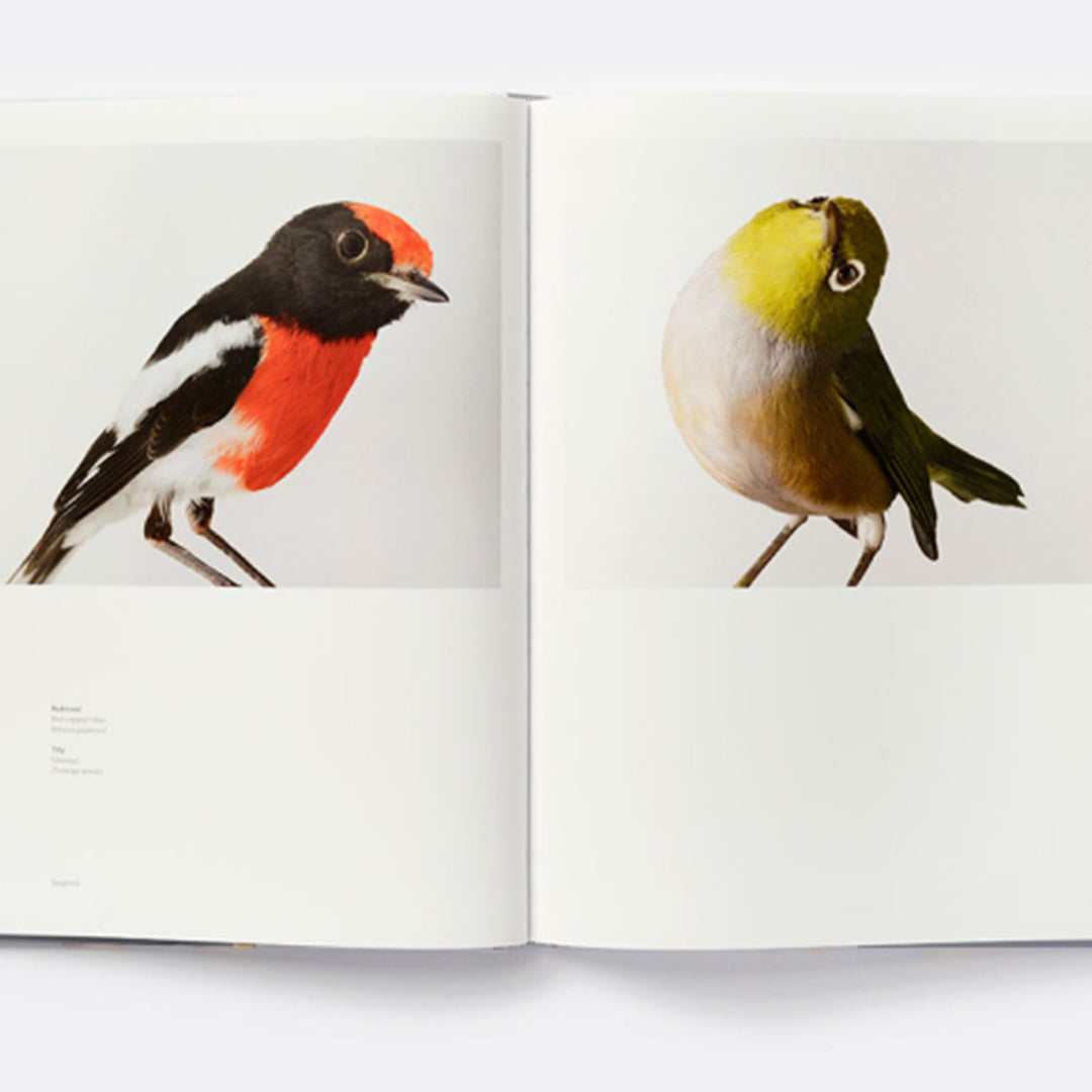 Bird Love
