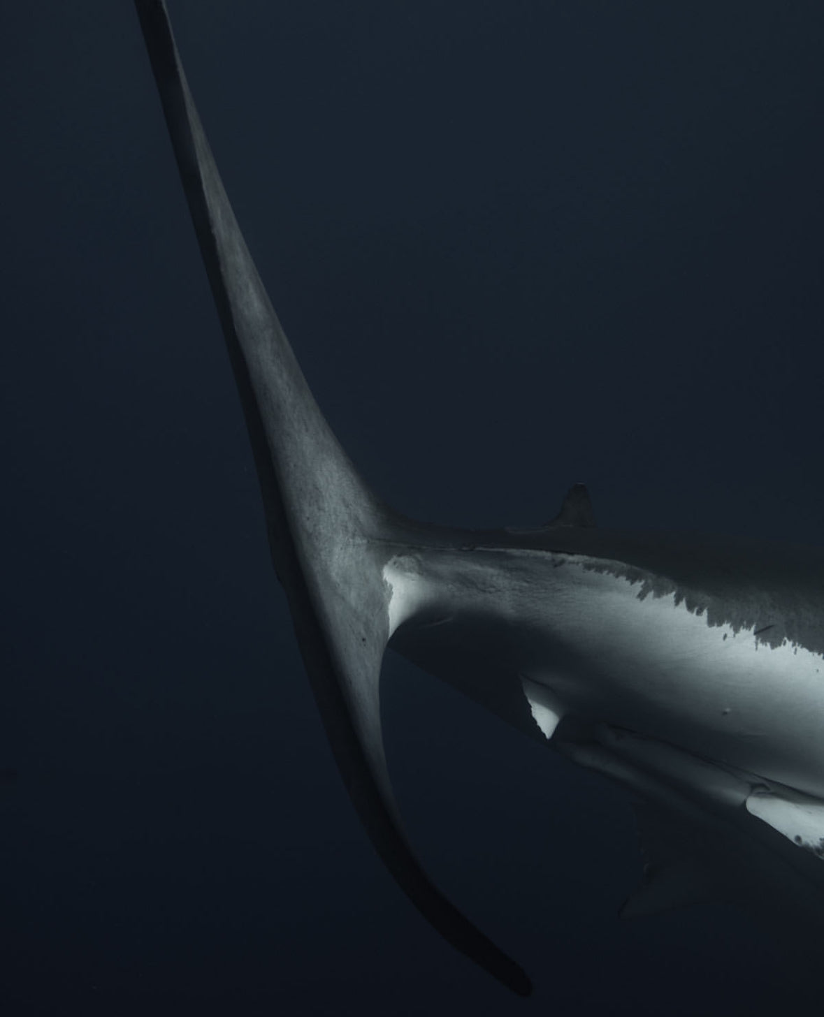 Shark
