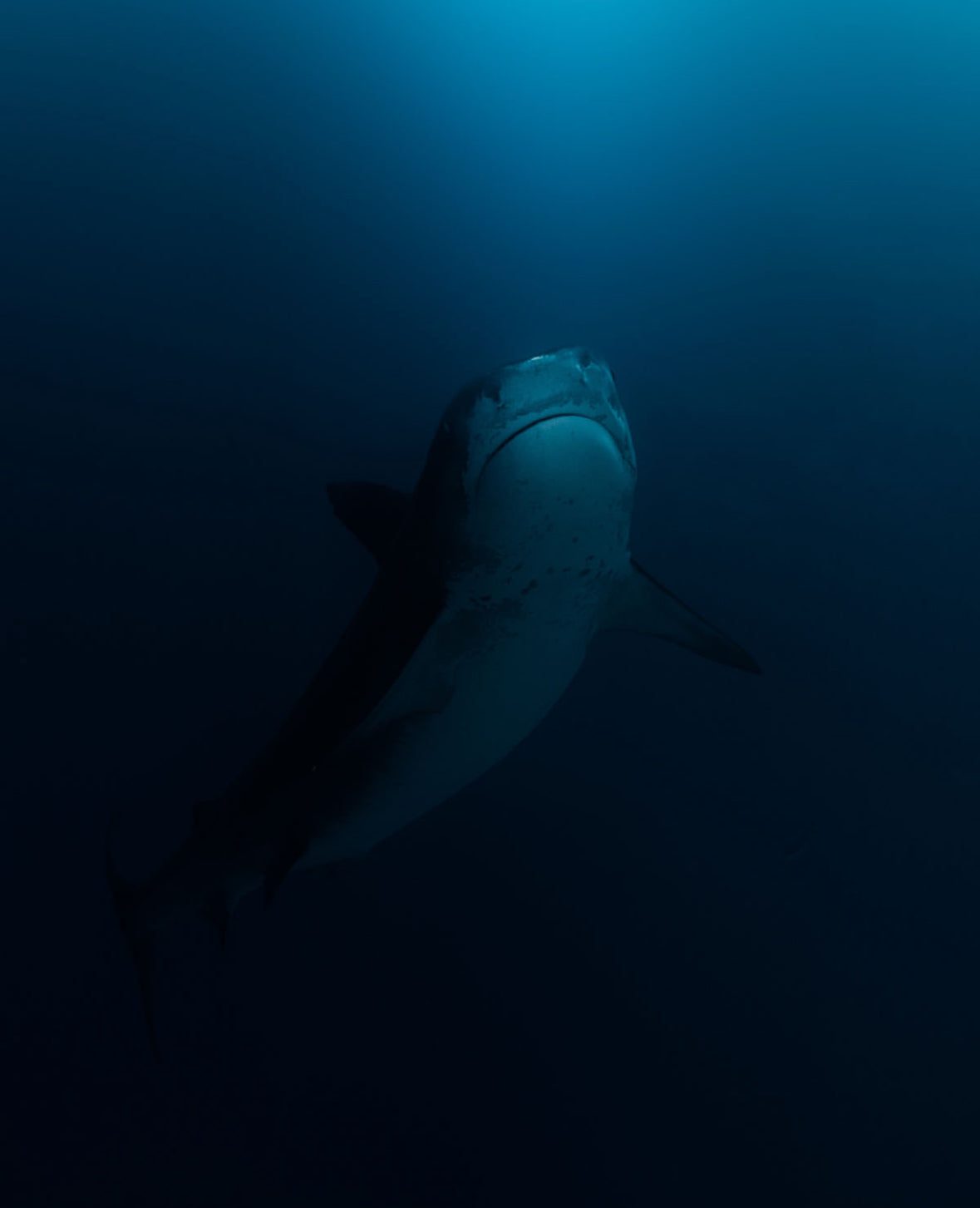 Shark
