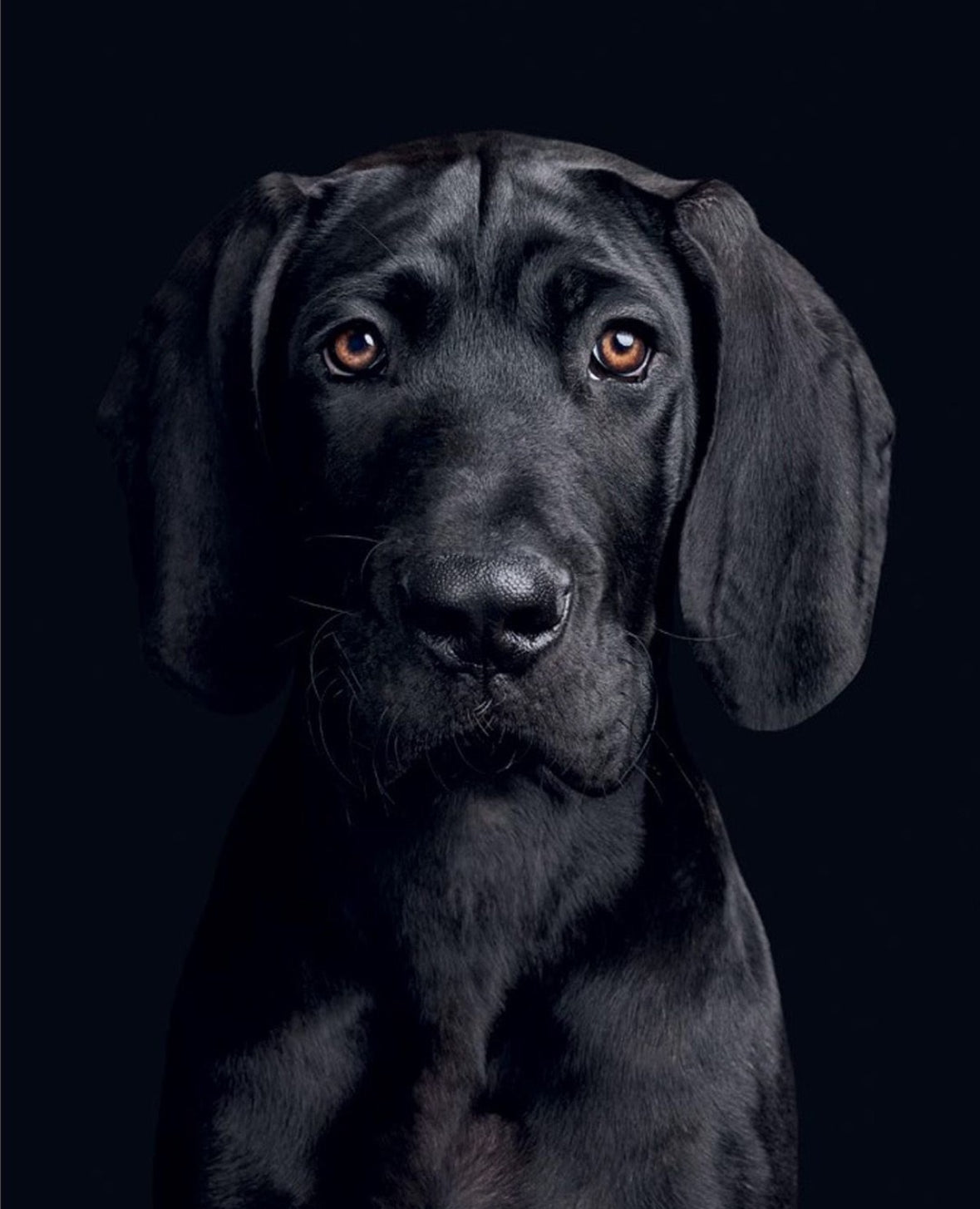 Good Dog