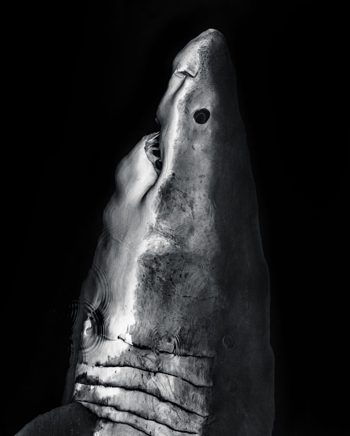 Shark