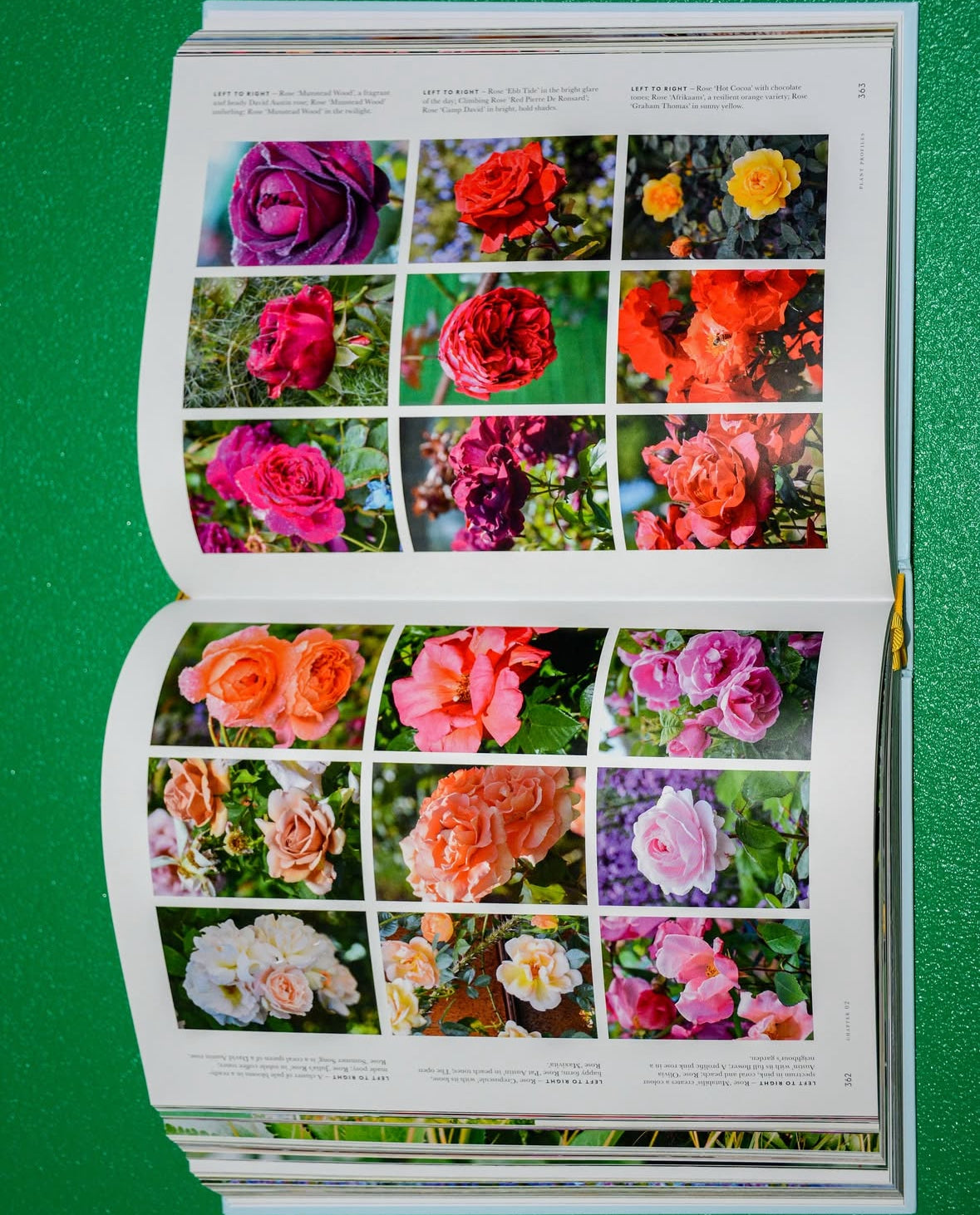 Super bloom