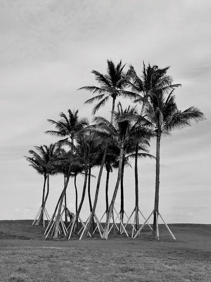 Decoding Palm culture