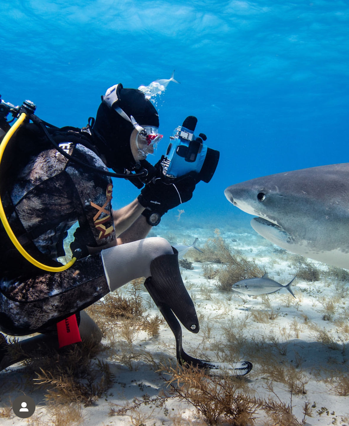Shark