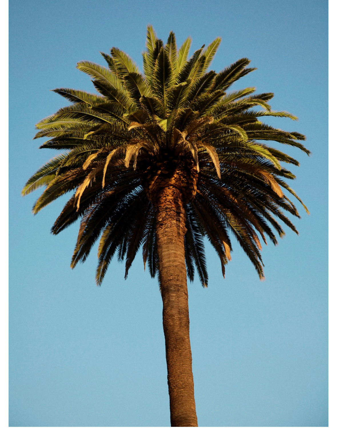 Decoding Palm culture
