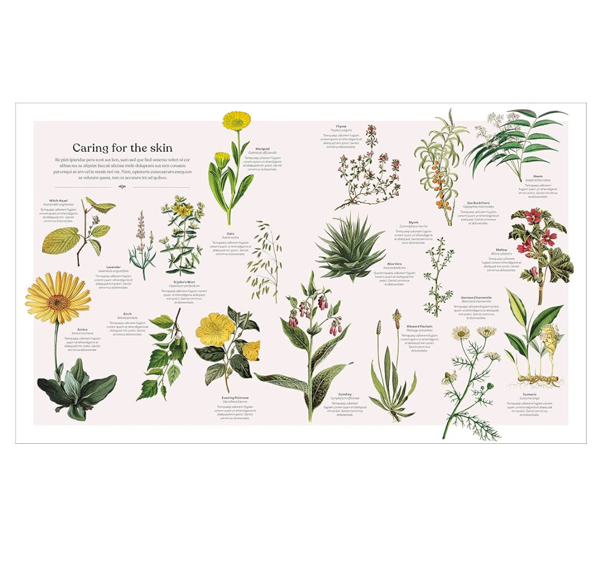 The herb book