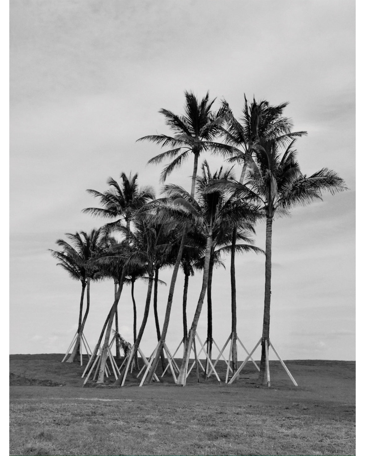 Decoding Palm culture
