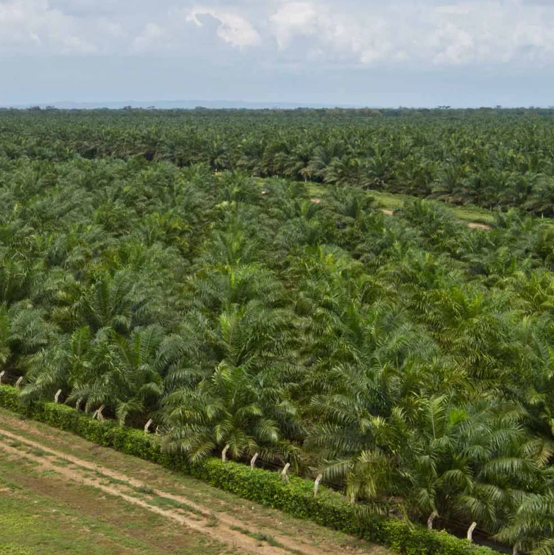 Palma de Aceite en Colombia