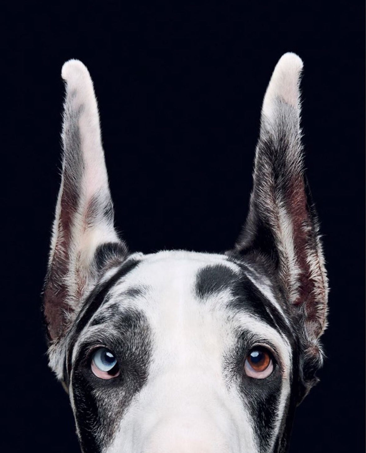 Good Dog