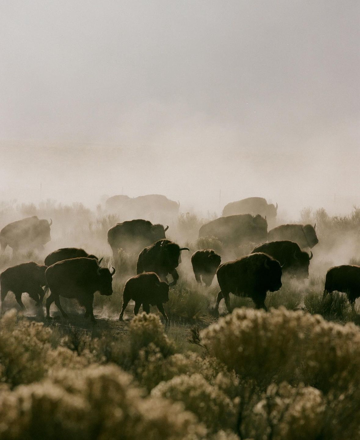 Ranchlands
