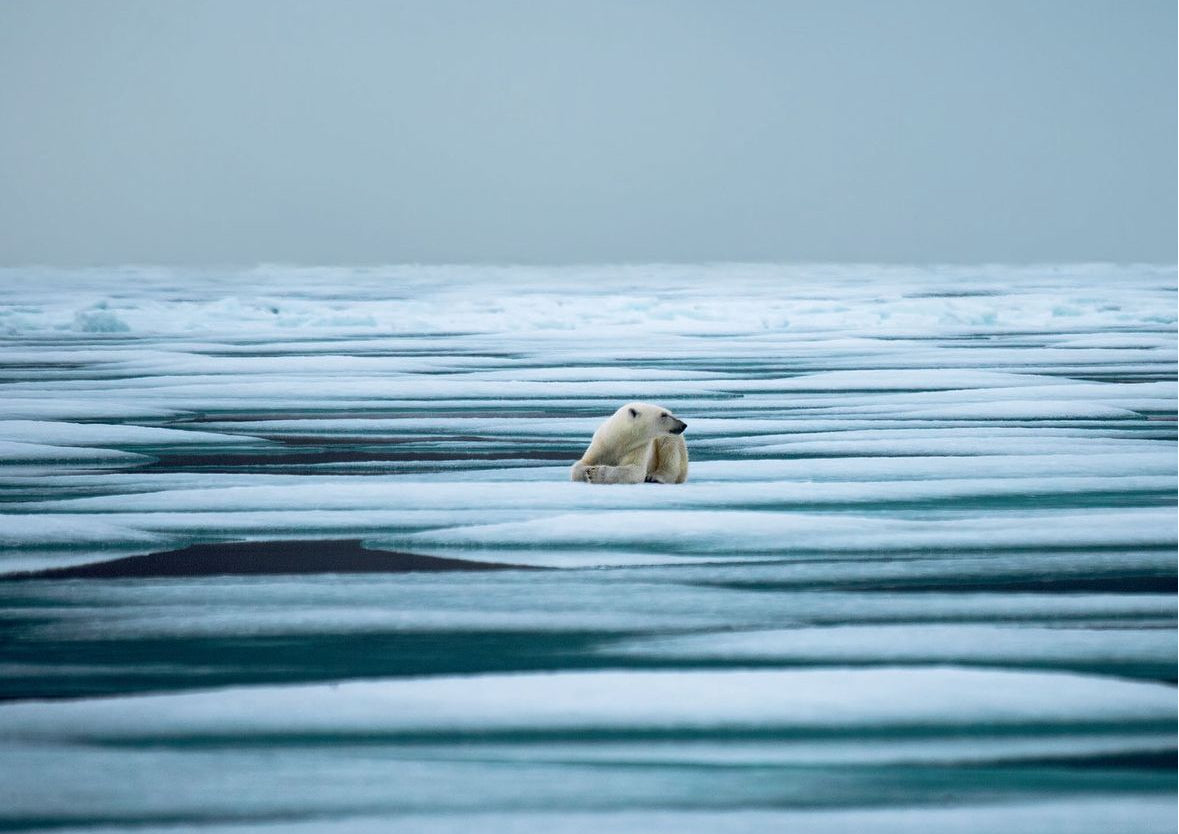 The arctic