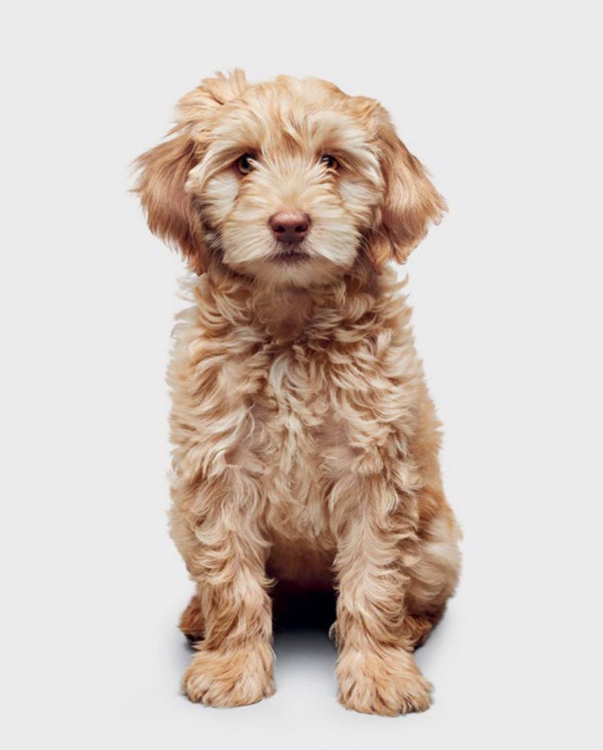 Good Dog