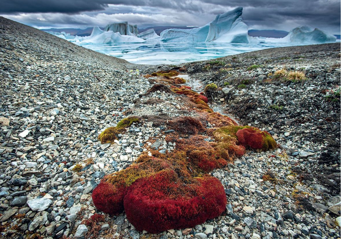 The arctic