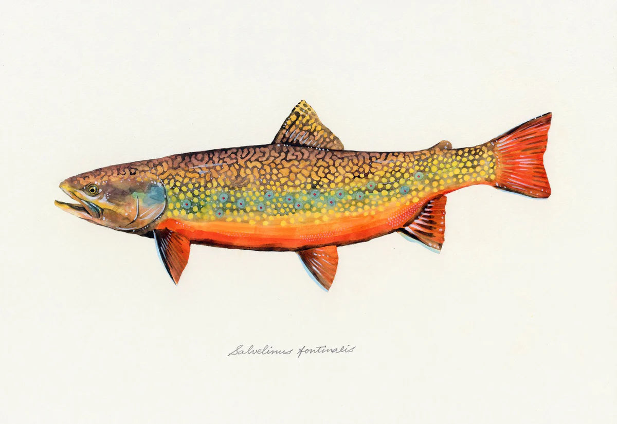 The Fly Fisher
