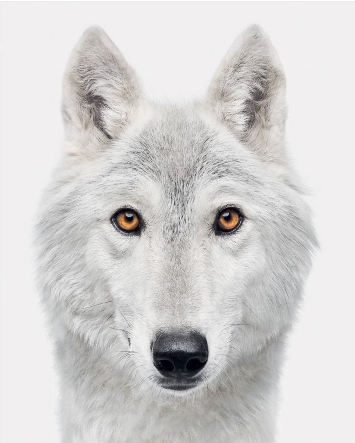 Good Dog