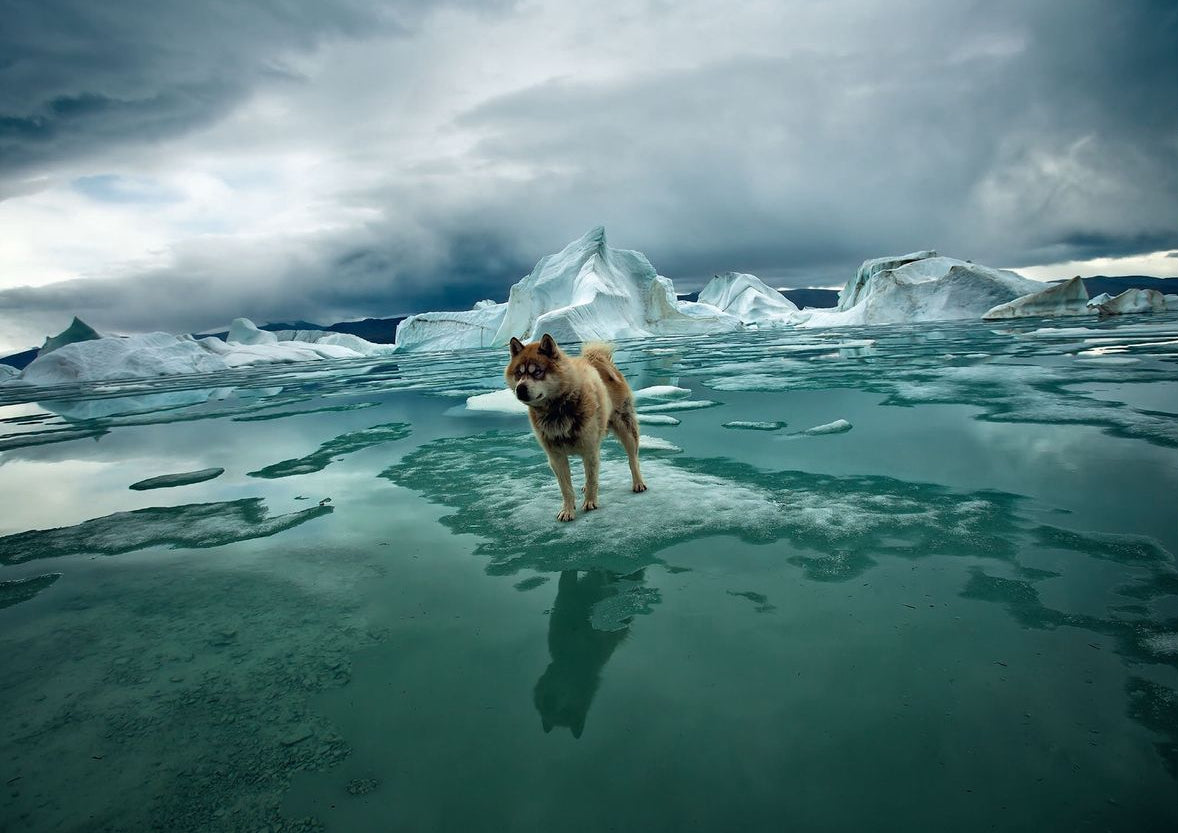 The arctic