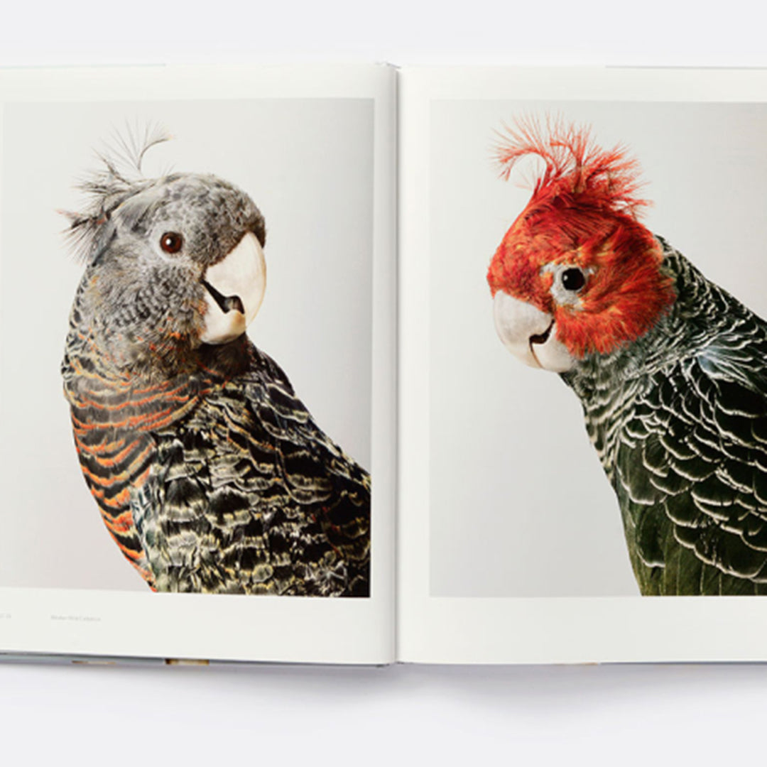 Bird Love