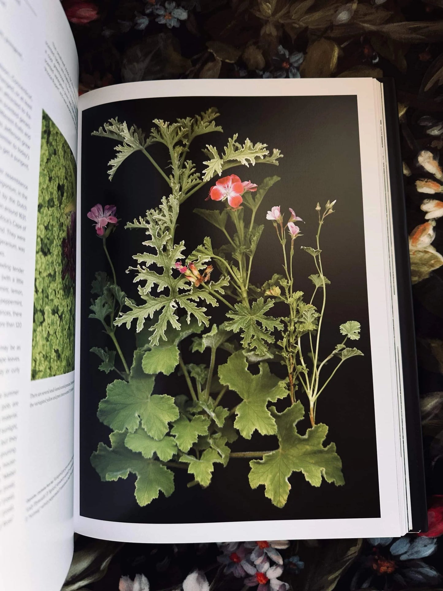 The Scentual Garden