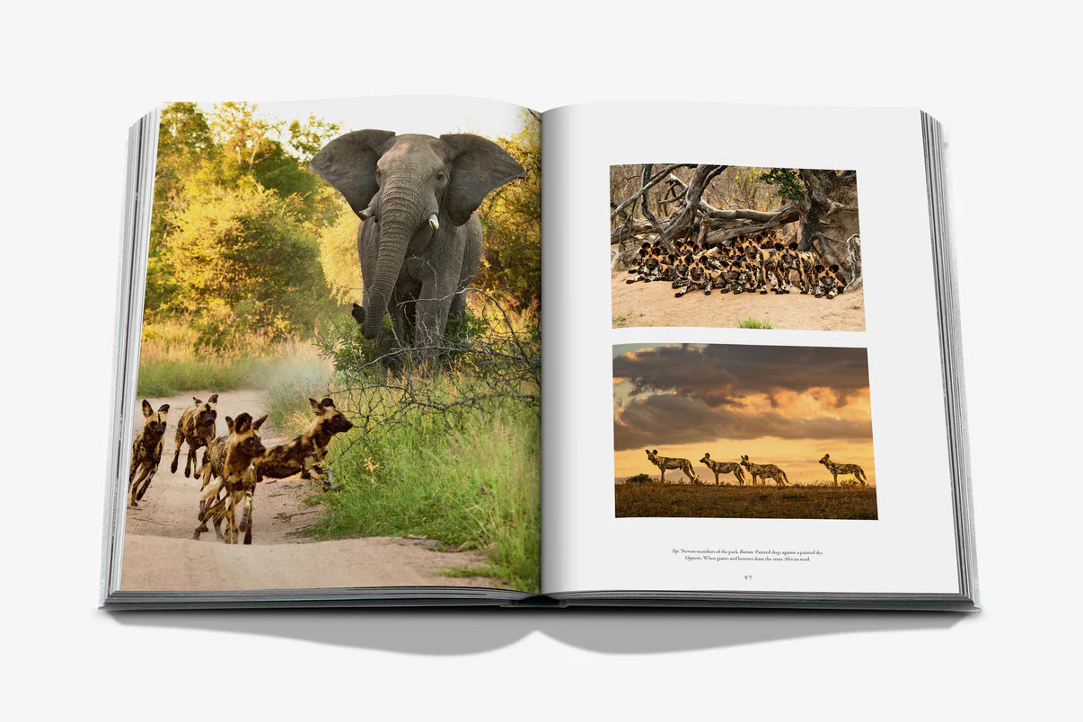 Londolozi