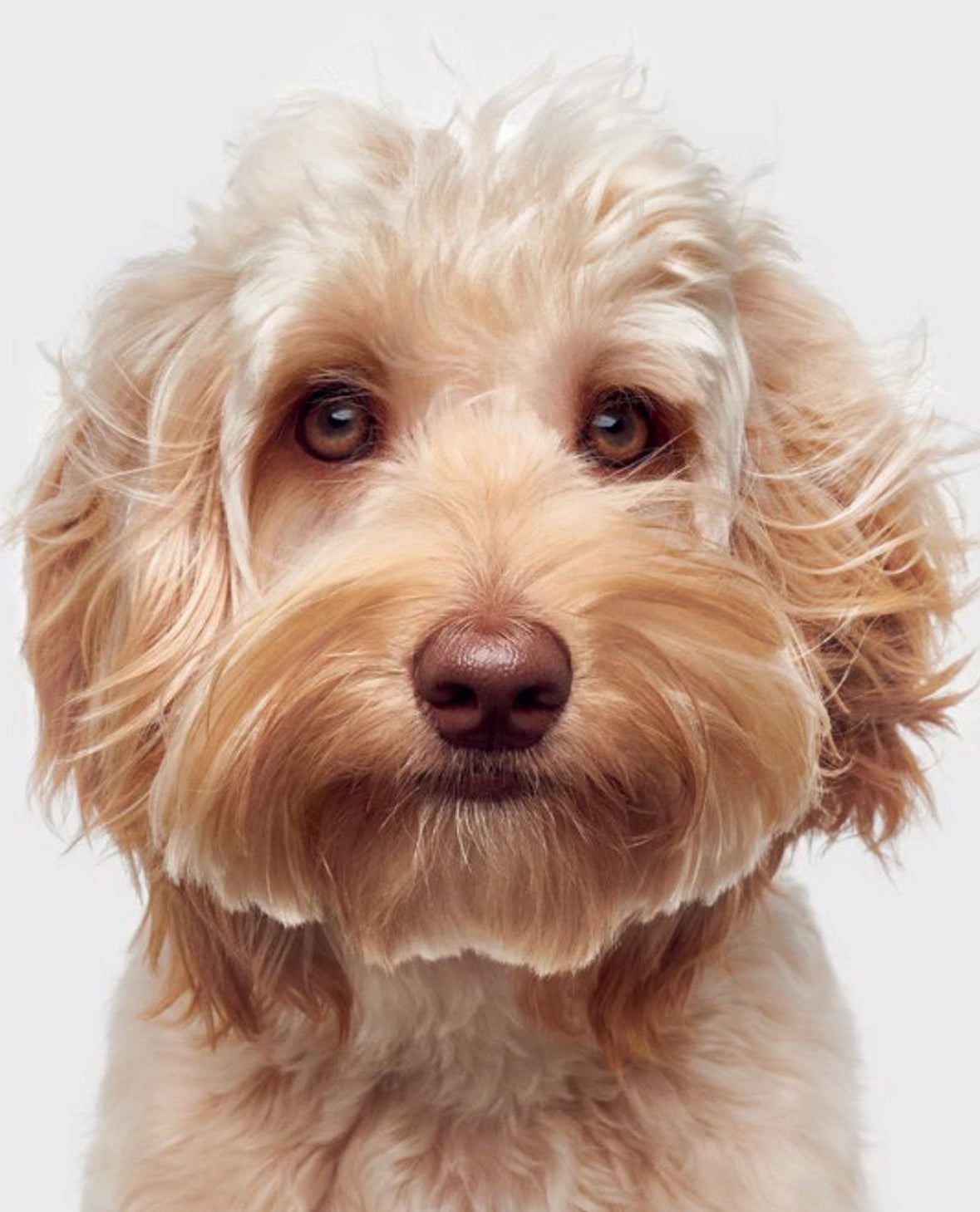 Good Dog