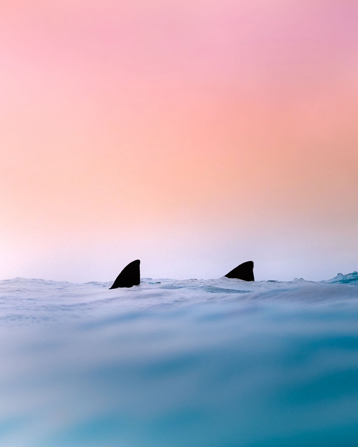 Shark